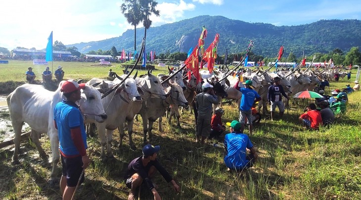 Hơn 25.000 người đến xem và cổ vũ Hội đua bò Bảy Núi - ảnh 1