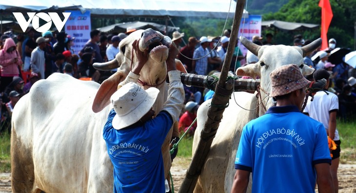 Hơn 25.000 người đến xem và cổ vũ Hội đua bò Bảy Núi - ảnh 3