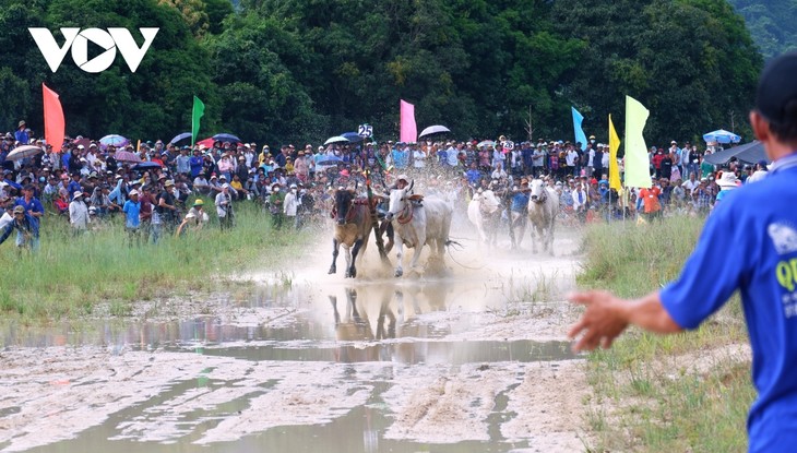 Hơn 25.000 người đến xem và cổ vũ Hội đua bò Bảy Núi - ảnh 6