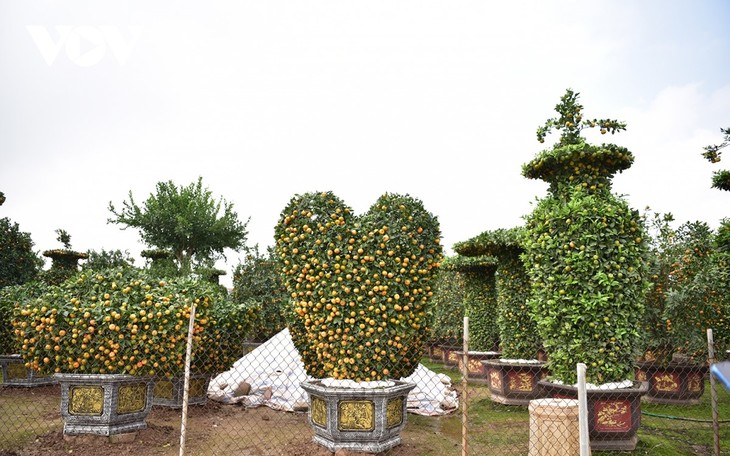 Khám phá vườn quýt lục bình “siêu khổng lồ” ở Hưng Yên - ảnh 10