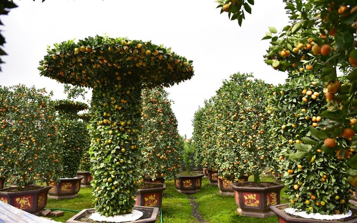 Khám phá vườn quýt lục bình “siêu khổng lồ” ở Hưng Yên - ảnh 11