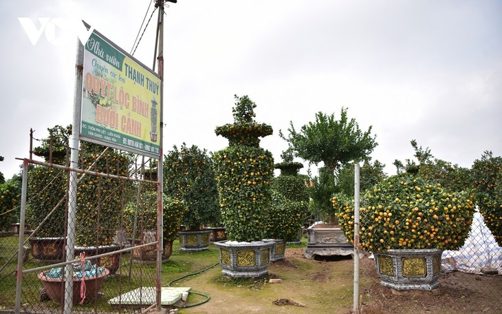 Khám phá vườn quýt lục bình “siêu khổng lồ” ở Hưng Yên - ảnh 1