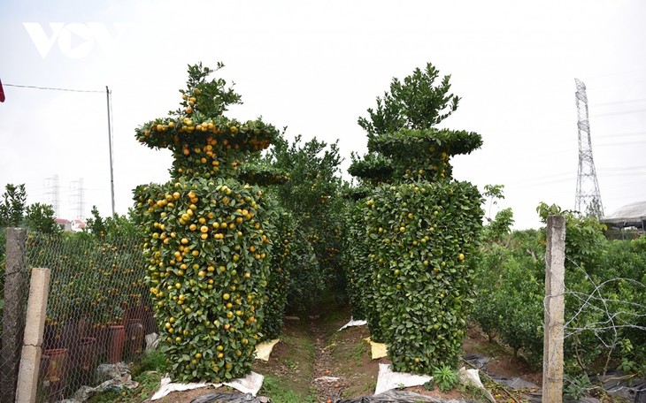 Khám phá vườn quýt lục bình “siêu khổng lồ” ở Hưng Yên - ảnh 5