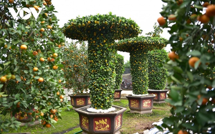 Khám phá vườn quýt lục bình “siêu khổng lồ” ở Hưng Yên - ảnh 7