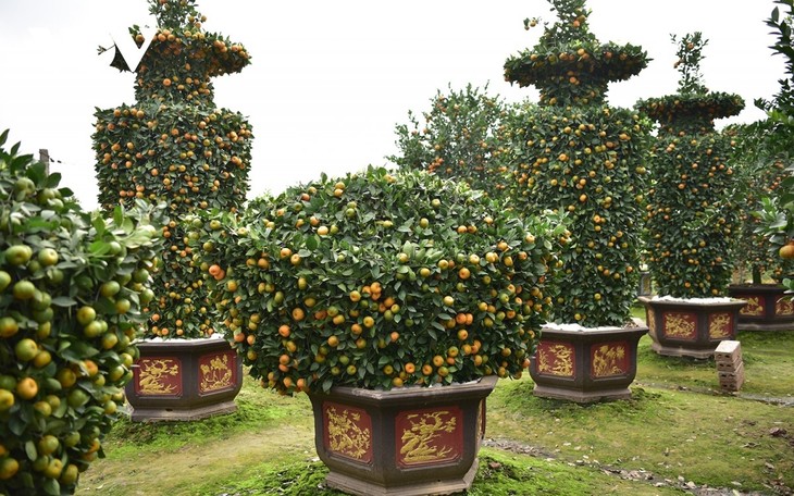 Khám phá vườn quýt lục bình “siêu khổng lồ” ở Hưng Yên - ảnh 8