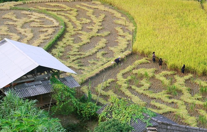 Lyrical rice terraced landscapes of Hoang Su Phi - ảnh 10