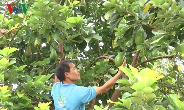 Farmer pioneers intercrop model  - ảnh 1