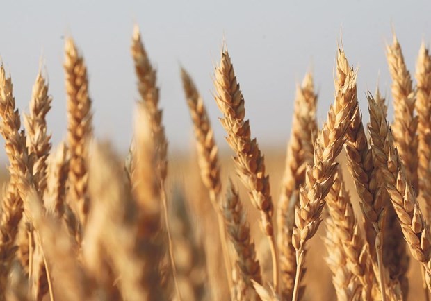 US wins WTO ruling against China grain import quotas - ảnh 1