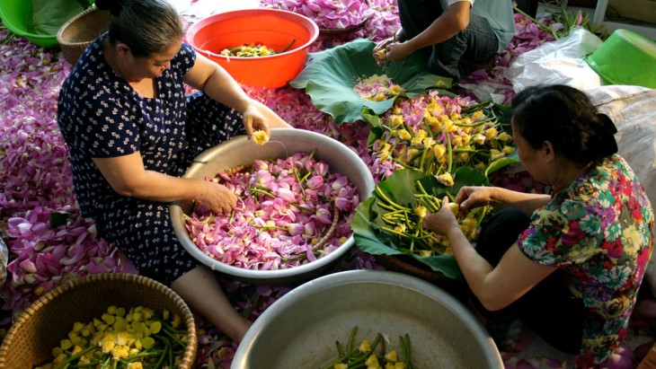 Ho Tay lotus tea scenting – quintessence of Hanoi - ảnh 23
