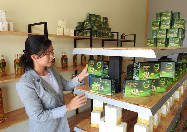 Businesswoman promotes trademark of Kon Tum ginseng - ảnh 1