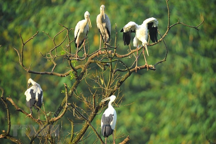Thung Nham Bird Park – a site for bird lovers - ảnh 10
