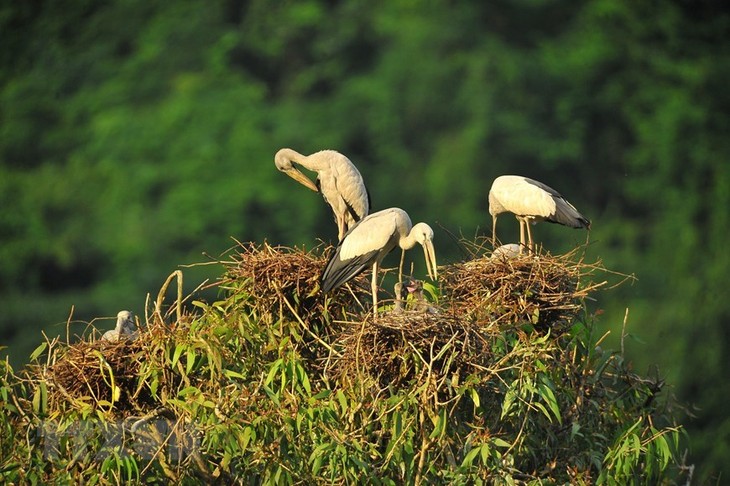 Thung Nham Bird Park – a site for bird lovers - ảnh 12