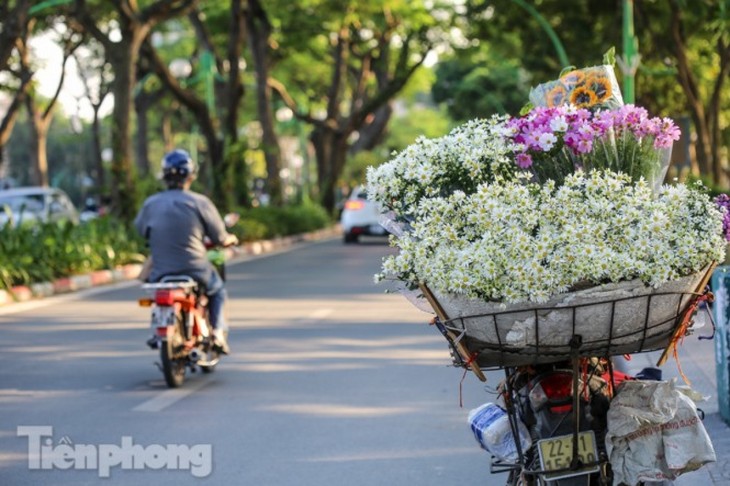Ox-eye daisies create marvelous scenery on Hanoi streets - ảnh 2