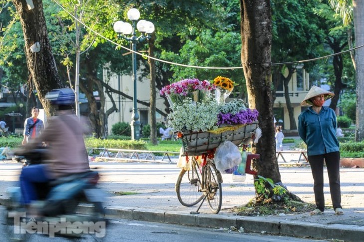 Ox-eye daisies create marvelous scenery on Hanoi streets - ảnh 3