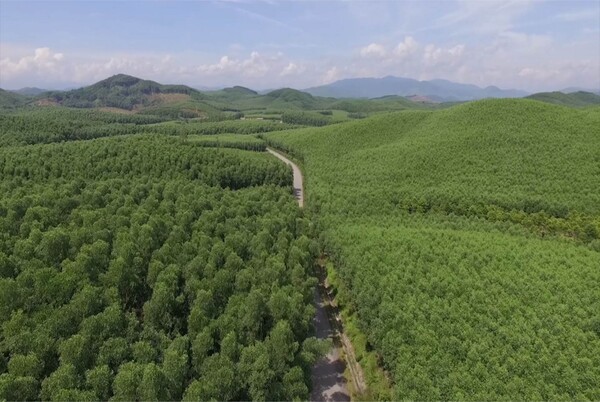 4,200 ha of forests certificated by FSC - ảnh 1