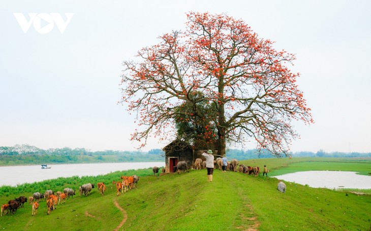 Bombax ceiba in full bloom across Bac Giang province  - ảnh 4