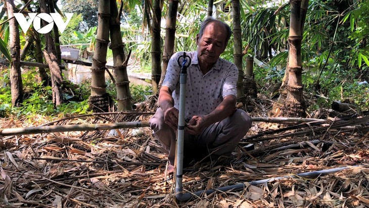 Ca Mau farmer successfully grows bamboo shoots in saline water area - ảnh 1