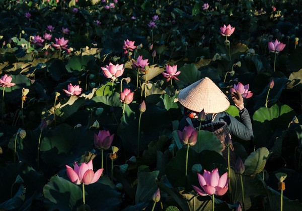 Lotus harvest season in Quang Nam - ảnh 4