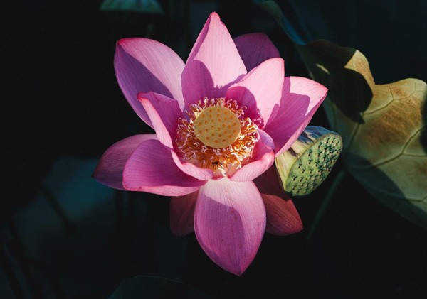 Lotus harvest season in Quang Nam - ảnh 6
