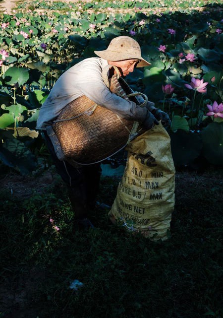 Lotus harvest season in Quang Nam - ảnh 9