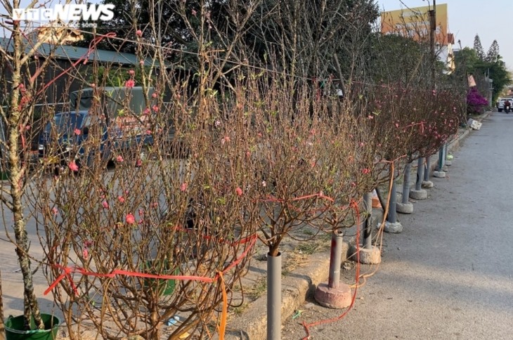 Peach blossoms signal first sign of Tet in Hanoi - ảnh 10