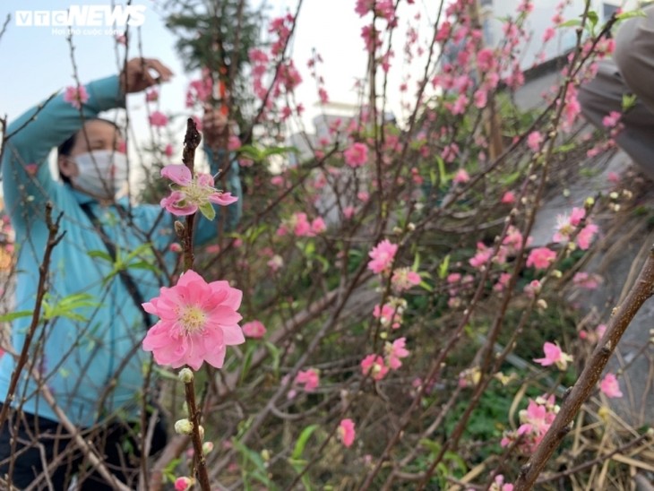 Peach blossoms signal first sign of Tet in Hanoi - ảnh 11