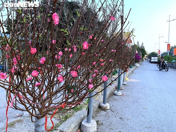 Peach blossoms signal first sign of Tet in Hanoi - ảnh 1