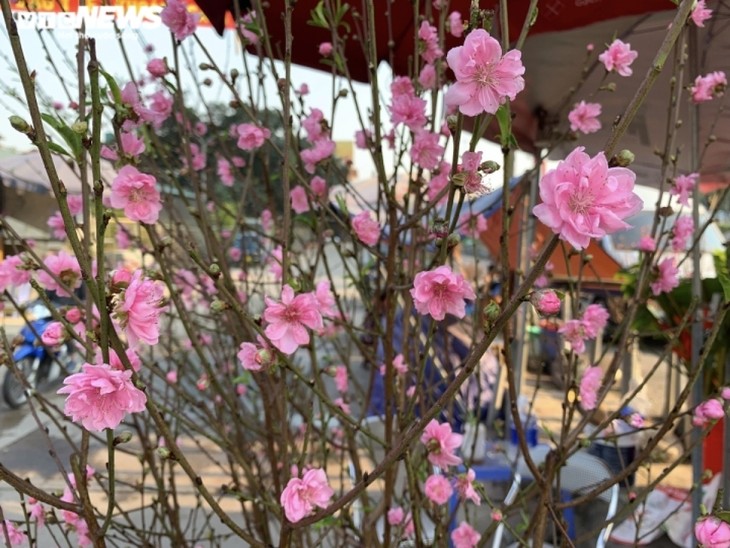 Peach blossoms signal first sign of Tet in Hanoi - ảnh 3
