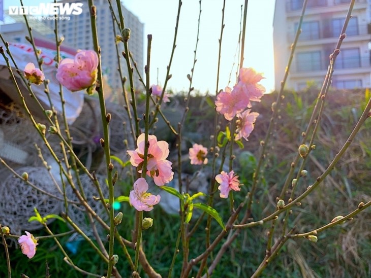 Peach blossoms signal first sign of Tet in Hanoi - ảnh 4