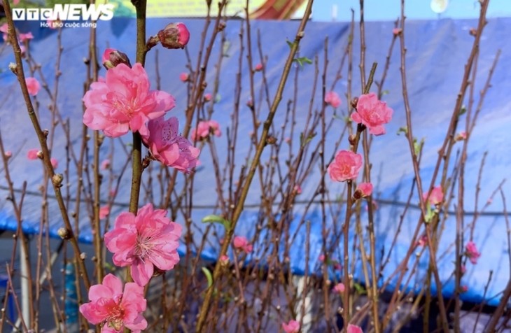 Peach blossoms signal first sign of Tet in Hanoi - ảnh 7