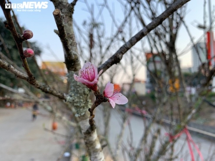 Peach blossoms signal first sign of Tet in Hanoi - ảnh 9