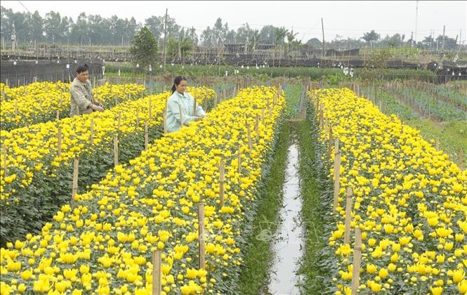 Flower villages busy ahead of Tet - ảnh 1