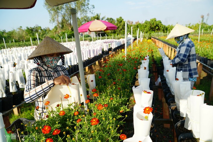 Flower villages busy ahead of Tet - ảnh 2
