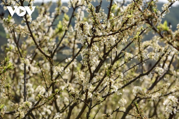 Plum flowers in full bloom in Bac Giang province - ảnh 5