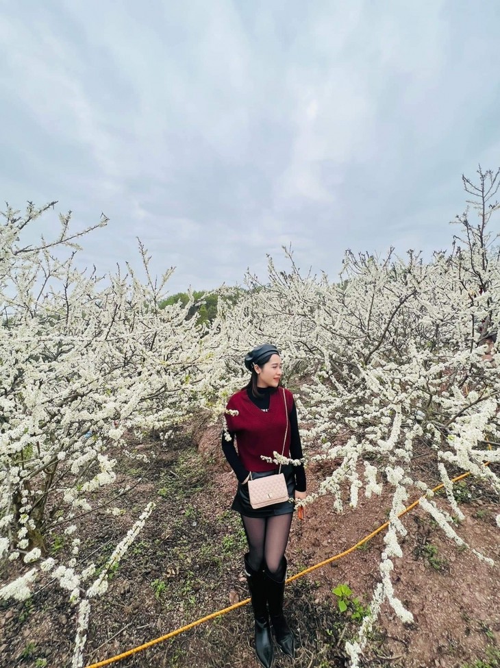 Plum flowers in full bloom in Bac Giang province - ảnh 6