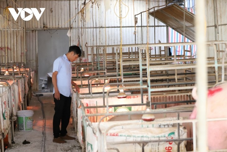 Mixed crop-livestock economic model earns Son La farmer a fortune  - ảnh 1
