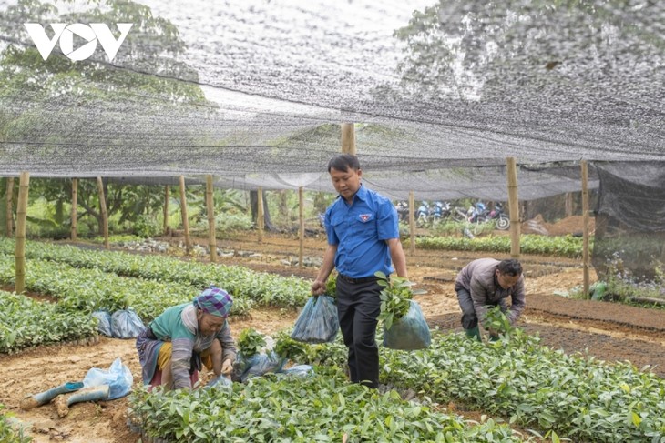 Young Mong man greens hills to help improve people’s livelihoods - ảnh 2
