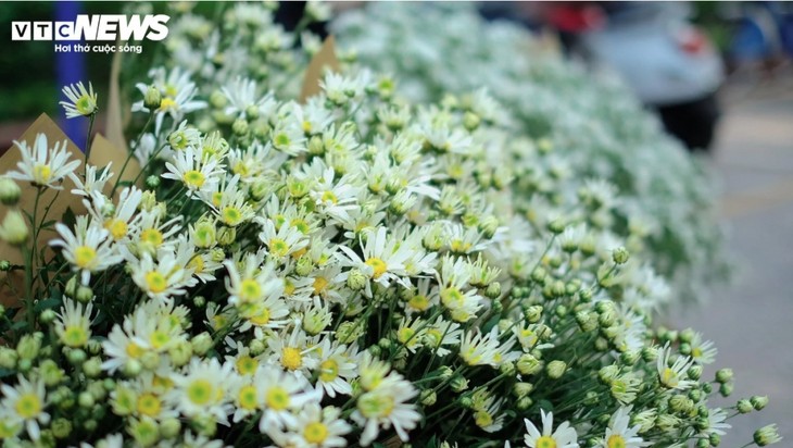 Hanoi streets dotted with daisies as winter approaches - ảnh 5