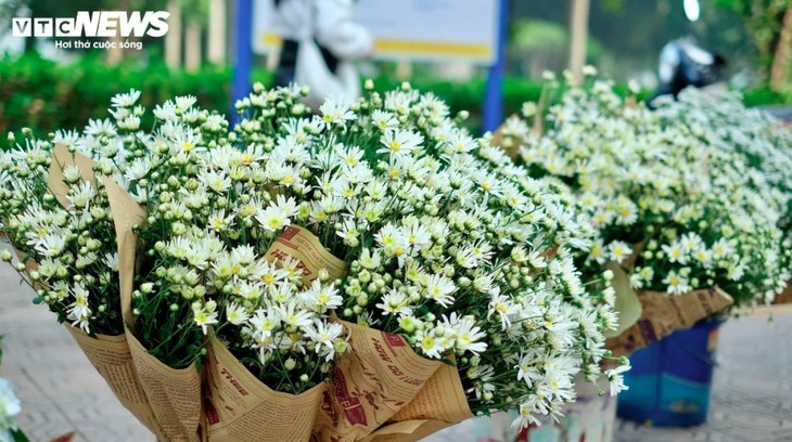 Hanoi streets dotted with daisies as winter approaches - ảnh 7