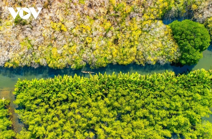 Fall foliage in Ru Cha mangrove forest - ảnh 2