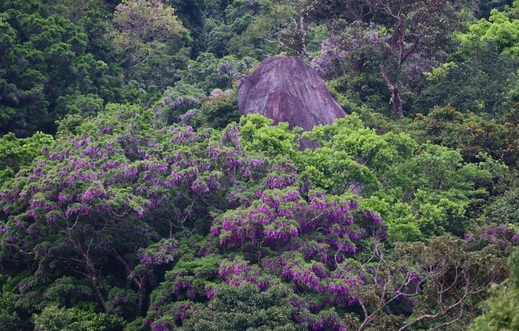 Tourists dazzled by purple flowers on Son Tra Peninsula - ảnh 6