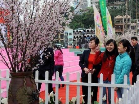  Lễ hội Hoa anh đào Hạ Long 2014  - ảnh 1