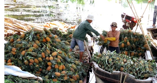  Đồng bằng sông Cửu Long xây dựng thương hiệu trái cây xuất khẩu - ảnh 1