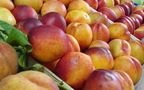 Ba Lan ký hiệp định xuất khẩu táo vào Việt Nam - ảnh 1