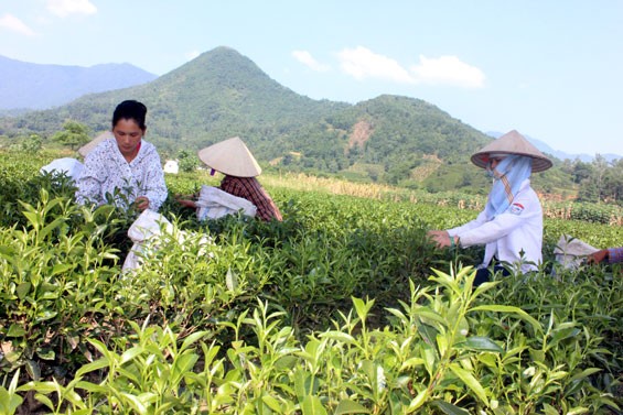Sôi động Lễ hội trà Đại Từ ở tỉnh Thái Nguyên  - ảnh 1