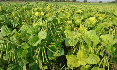  Ninh Thuận chuyển đổi cây trồng phù hợp với nắng hạn - ảnh 1