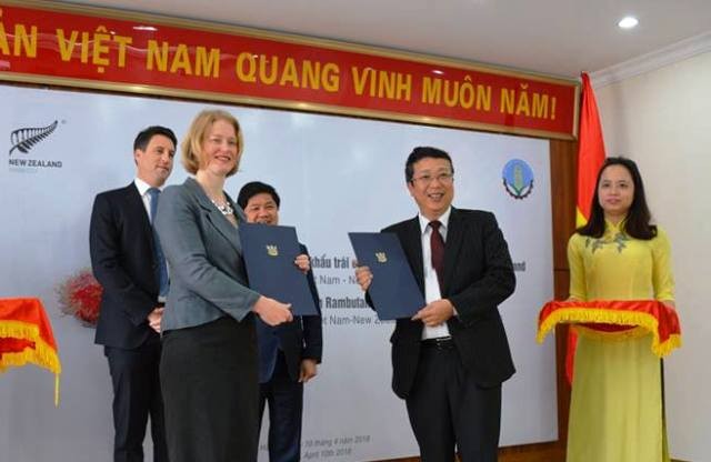 Lần đầu tiên xuất khẩu chôm chôm Việt Nam sang New Zealand  - ảnh 1