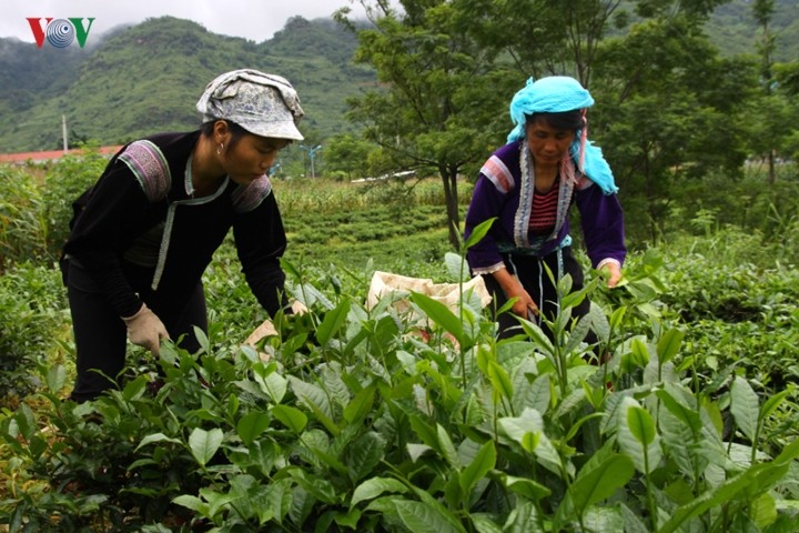 Nông dân Lai Châu làm giàu nhờ sản xuất nông nghiệp chuyên canh - ảnh 2