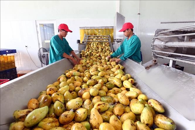 Hiệp định EVFTA: Tăng chất lượng và xây dựng thương hiệu cho nông sản Việt - ảnh 1