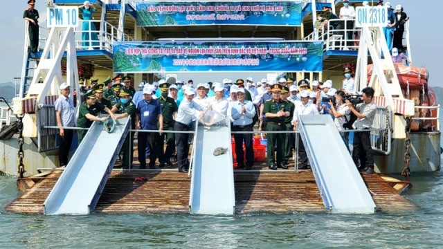 Việt Nam - Trung Quốc phối hợp thả giống tái tạo nguồn lợi thủy sản khu vực Vịnh Bắc Bộ  - ảnh 1